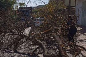 Ένα δέντρο έπεσε στις Τρεις Βαγιές στο Ηράκλειο