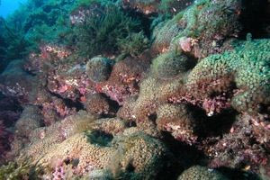 Ανακαλύφθηκε το μεγαλύτερο κοράλλι στον κόσμο