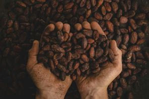 Ένα από τα πιο περιφρονημένα τρόφιμα γίνεται φυσικό εμπόδιο στην άνοια