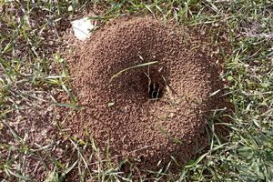 Οι αρχιτέκτονες της φύσης και ο ερχομός της βροχής