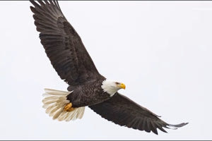 ΗΠΑ: Και επίσημα εθνικό πτηνό ο φαλακρός αετός μετά από 250 χρόνια