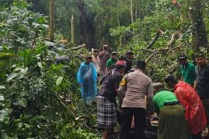 Μπαλί: Νεκροί τουρίστες από πτώση τεράστιου δέντρου