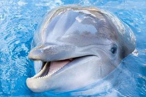 Τα πέντε πιο έξυπνα ζώα στον πλανήτη μας