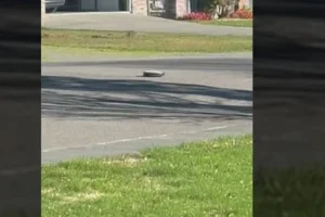 Καλιφόρνια: Σκούπα ρομπότ «απέδρασε» από σπίτι μετά τον ισχυρό σεισμό