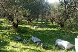 GPS στα… λιόπανα: Έτσι συνελήφθησαν οι δύο άνδρες που τα είχανε κλέψει