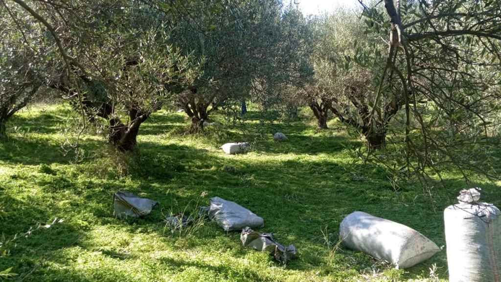 GPS στα… λιόπανα: Έτσι συνελήφθησαν οι δύο άνδρες που τα είχανε κλέψει