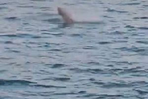 Εντυπωσιακό θέαμα στο λιμάνι του Ηρακλείου – «Μάχη» φώκιας με χταπόδι