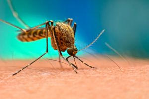 Πειραματικό εμβόλιο για την ελονοσία χορηγείται από τα ίδια τα κουνούπια