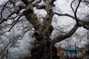 Κατέρρευσε τμήμα του ιστορικού πλάτανου στο Κράσι
