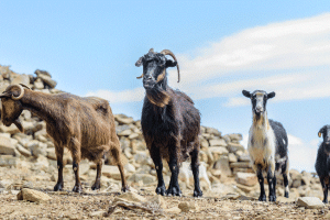 Καλάβρυτα: Επιχείρηση διάσωσης από την Πυροσβεστική για κατσίκες που εγκλωβίστηκαν στα βράχια