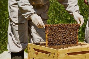 ΕΛΓΟ – ΔΗΜΗΤΡΑ: Έναρξη των Δωρεάν Εκπαιδεύσεων Μελισσοκόμων