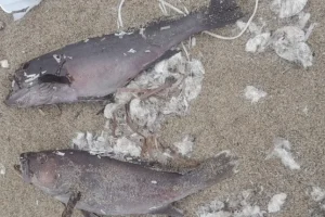 Χανιά: Δεκάδες νεκρά ψάρια ξέβρασε η θάλασσα στα Φαλάσσαρνα