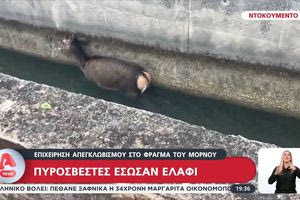 Πυροσβέστες έσωσαν ελάφι που έπεσε στο φράγμα του Μόρνου – Είχε πάει να πιει νερό (vid)