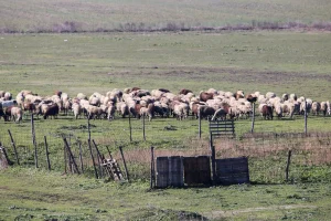 Κλειστά τα σφαγεία μέχρι 28/1 – Ζώνες επιτήρησης και έλεγχοι στα κοπάδια