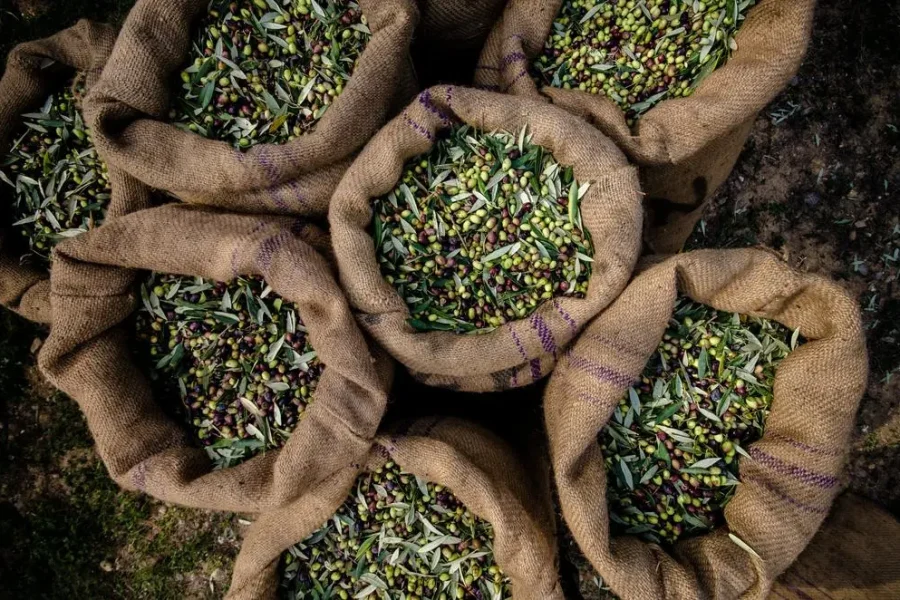 Μεσσηνία: Κουκουλοφόροι έκλεψαν 33 σακιά με ελιές από Συνεταιρισμό με κλεμμένο όχημα από δήμο