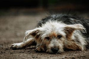 Ρόδος: Σκύλος βρέθηκε κρεμασμένος από δέντρο