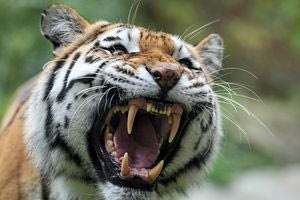 Τίγρης κατασπάραξε φύλακα ζωολογικού κήπου στη Ρουμανία