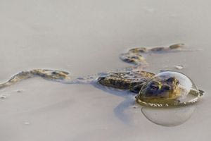 Οι 10 πιο αστείες φωτογραφίες ζώων για το 2024