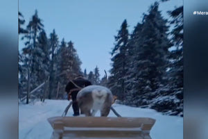 Ροβανιέμι: Ξενάγηση στη Φάρμα των Ταράνδων του Άι Βασίλη