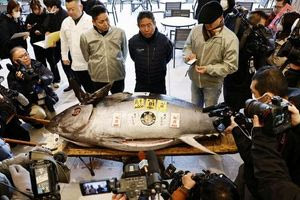 Ιαπωνία: Τόνος σε μέγεθος μοτοσικλέτας πουλήθηκε πάνω από 1 εκατομμύριο δολάρια σε δημοπρασία