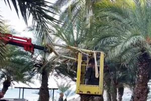 Σώθηκε το φοινικόδασος του Βάι από το κόκκινο σκαθάρι