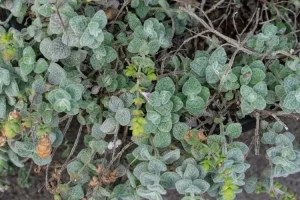The Cretan Herb with Antioxidant Power That Relieves Pain