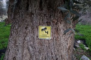 Αντικλεπτικός μηχανισμός στα …λιόφυτα της Μεσσαράς