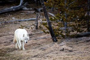 Σουηδία:  Ξεκινά κυνήγι λύκων αν και απειλούνται με εξαφάνιση