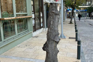 Συνεχίζεται η κόντρα για το δέντρο στο Ηράκλειο: «Η προσέγγιση της Υπηρεσίας Πρασίνου δεν εμπίπτει σε κανένα επιστημονικό κανόνα»