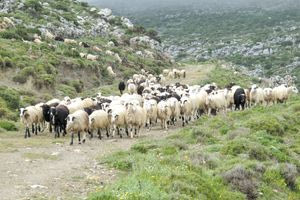 Συναγερμός για την ευλογιά των προβάτων που έφτασε στην Κρήτη – νέα ανακοίνωση των αγροτοκτηνοτρόφων