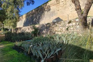 Πάνω από πέντε χιλιάδες δέντρα και φυτά για την ανανέωση του πρασίνου στο Ηράκλειο