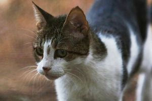 Κτηνωδία στη Θεσσαλονίκη: Άγνωστος δηλητηρίασε 16 γάτες