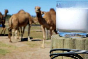 Το γάλα που είναι ιδανικό για όσους έχουν αλλεργία στο αγελαδινό