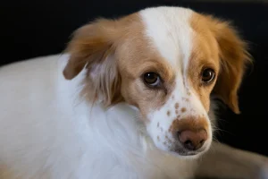 Κοκόνι: Ένας  «Ελληνικός θησαυρός»