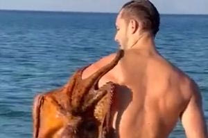 Γιγάντιο χταπόδι… αγάπησε μοντέλο που κολυμπούσε και κόλλησε πάνω του