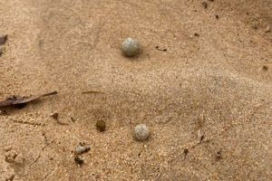 Αυστραλία: Μυστήριο με σφαιρίδια που ξεβράζονται σε ακτές του Σίδνεϊ