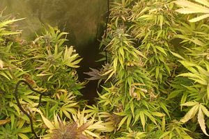 Ρέθυμνο: Εντοπίστηκαν 5 φυτείες δενδρυλλίων κάνναβης στον ορεινό Μυλοπόταμο