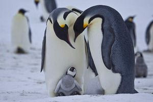 Τα «διαζύγια» των πιγκουίνων έγιναν μελέτη που εξηγεί τους λόγους του χωρισμού τους