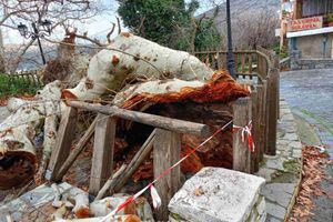 Κράσι: Ηχηρή προειδοποίηση για την προστασία του ιστορικού πλάτανου