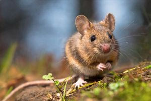 Ο ποντικός, οι εξετάσεις και η νεκρική σιγή που … διακόπηκε