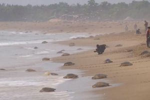 Ινδία: 700.000 χελώνες βγήκαν στην παραλία σημειώνοντας ρεκόρ ωοτοκίας