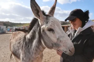 Κραυγή αγωνίας για τα γαϊδουράκια της Σαντορίνης