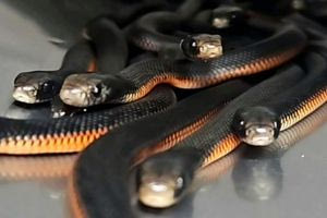 Αυστραλία: Αντρας βρήκε 102 δηλητηριώδη φίδια στην αυλή του