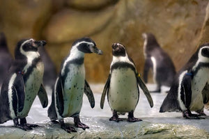 Δημοπρασία έργων τέχνης από ζώα σε ζωολογικό κήπο της Νέας Υόρκης