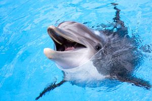 Νεκρό δελφίνι σε αποσύνθεση ξεβράστηκε σε παραλία των Χανίων