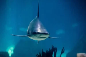 Καραϊβική: Καρχαρίας διαμέλισε τουρίστρια που πήγε να τον φωτογραφίσει