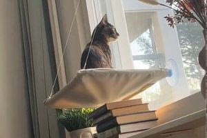 Ζευγάρι Φινλανδών υιοθέτησε αδέσποτη γάτα από την Κρήτη- Η απίστευτη ιστορία της έχει γίνει viral