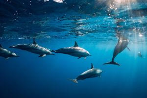 Χανιά: Τρία δελφίνια ξεβράστηκαν νεκρά στην ίδια παραλία (vid)