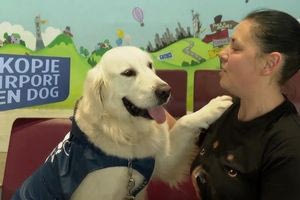 Σκόπια: Σκύλος στην «υπηρεσία» αγχωμένων επιβατών στο αεροδρόμιο – Τους βοηθά να χαλαρώσουν