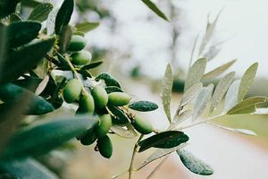 Ηράκλειο: Η δακοκτονία και η προστασία του ελαιολάδου, στο επίκεντρο συνεδρίασης στην Περιφέρεια